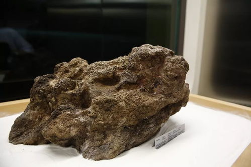 撿石者的意外驚喜 木雕刻品，價值連城的自然饋贈